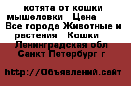 котята от кошки мышеловки › Цена ­ 10 - Все города Животные и растения » Кошки   . Ленинградская обл.,Санкт-Петербург г.